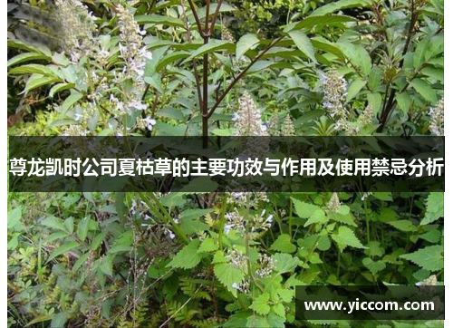 尊龙凯时公司夏枯草的主要功效与作用及使用禁忌分析