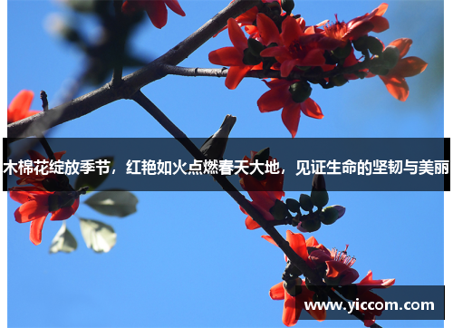 木棉花绽放季节，红艳如火点燃春天大地，见证生命的坚韧与美丽